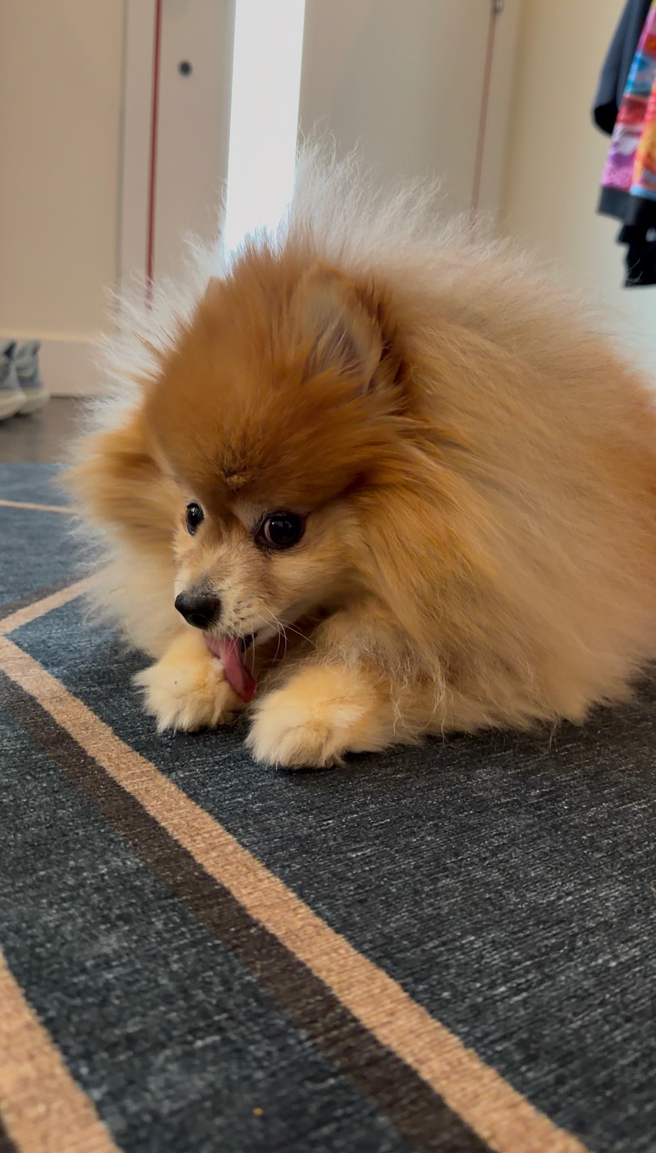 Dory the Pomeranian