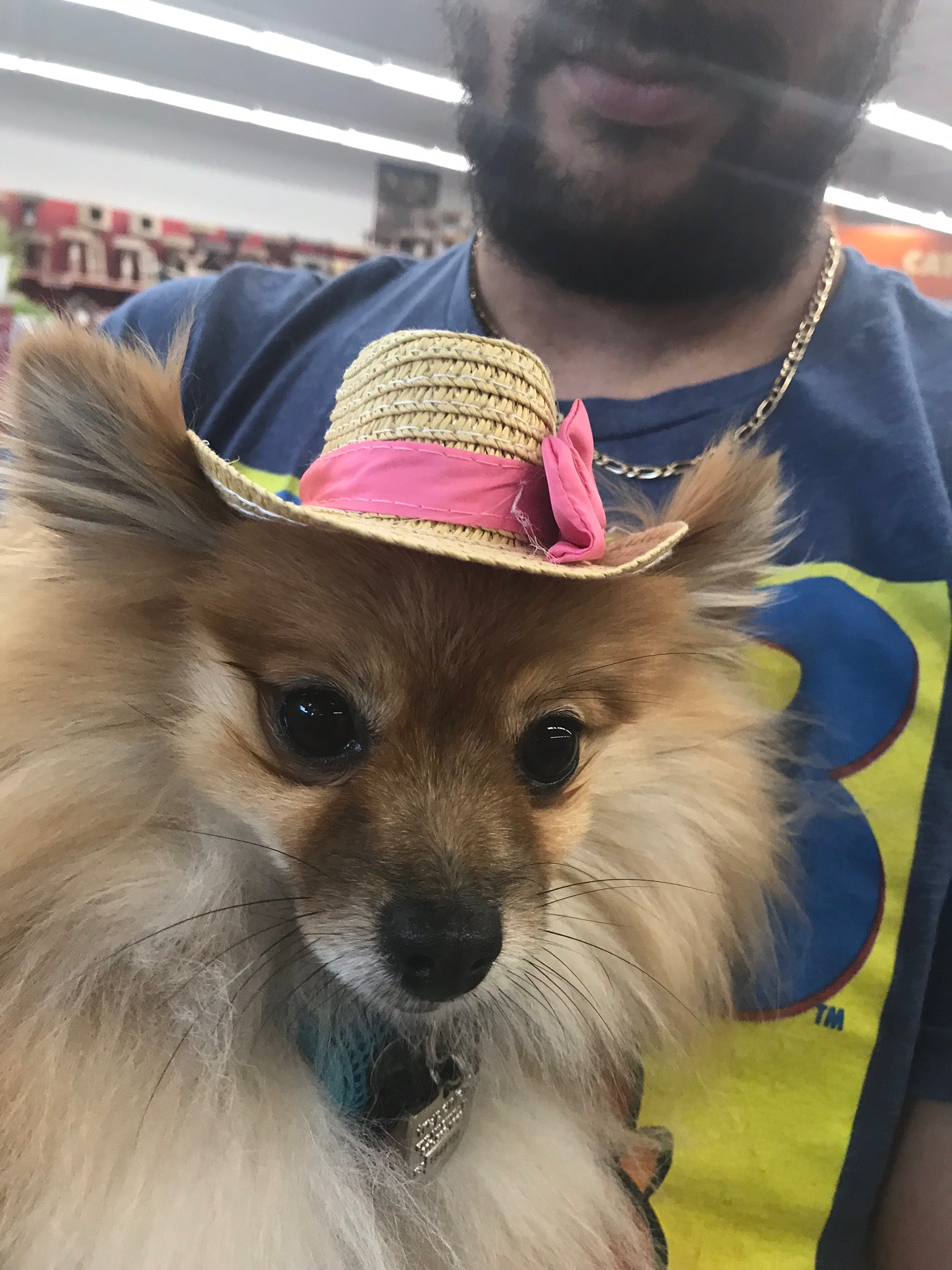 Dory the Pomeranian