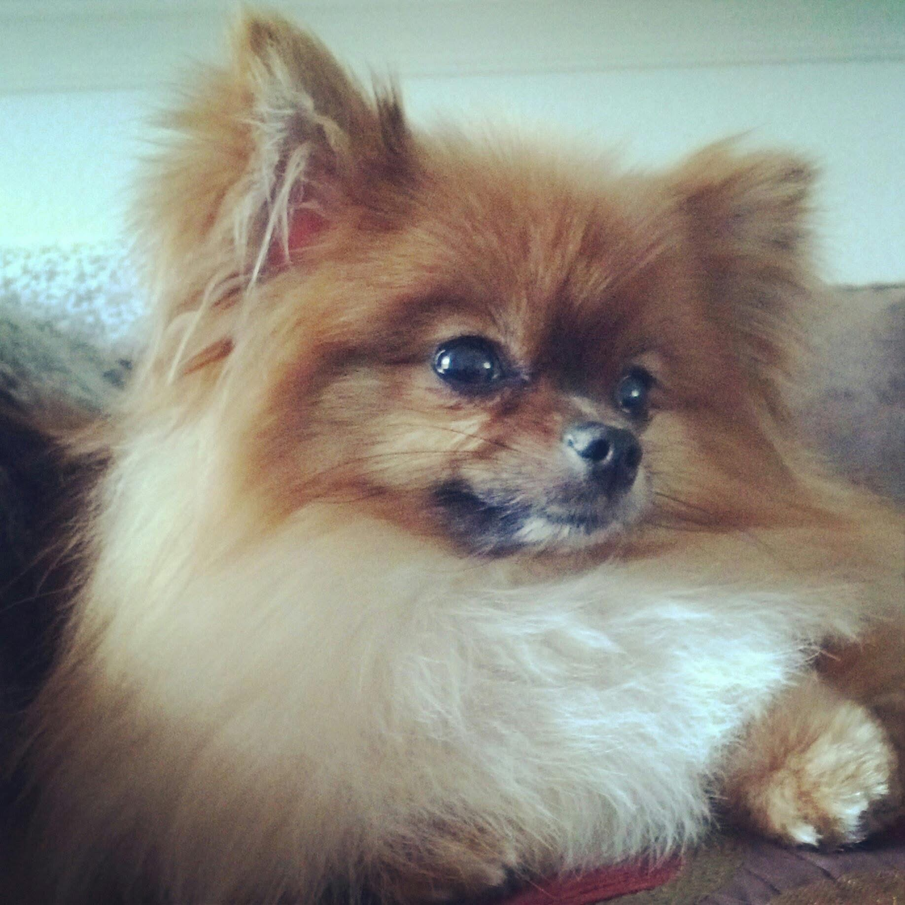 Tails the Pomeranian