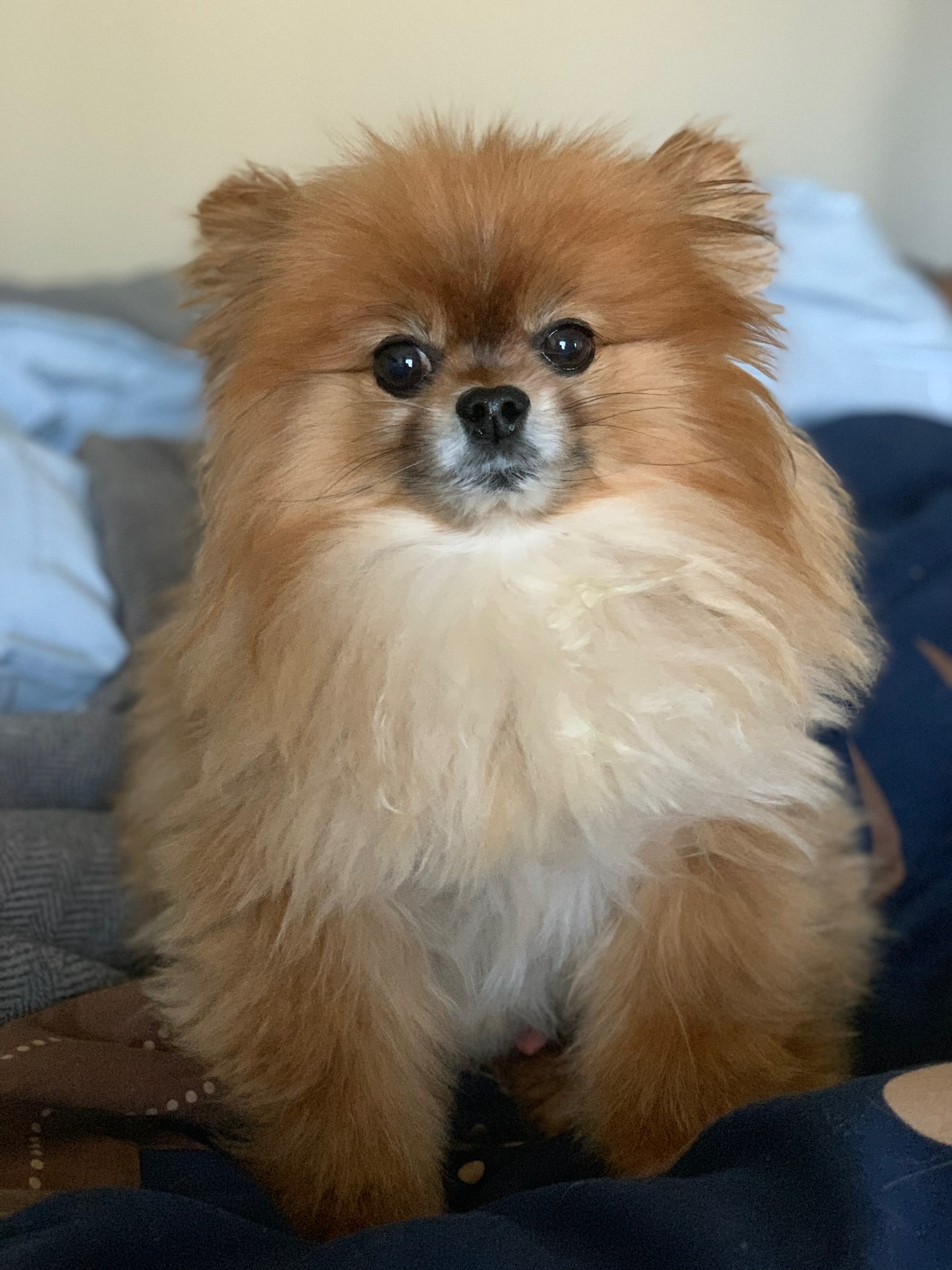 Tails the Pomeranian