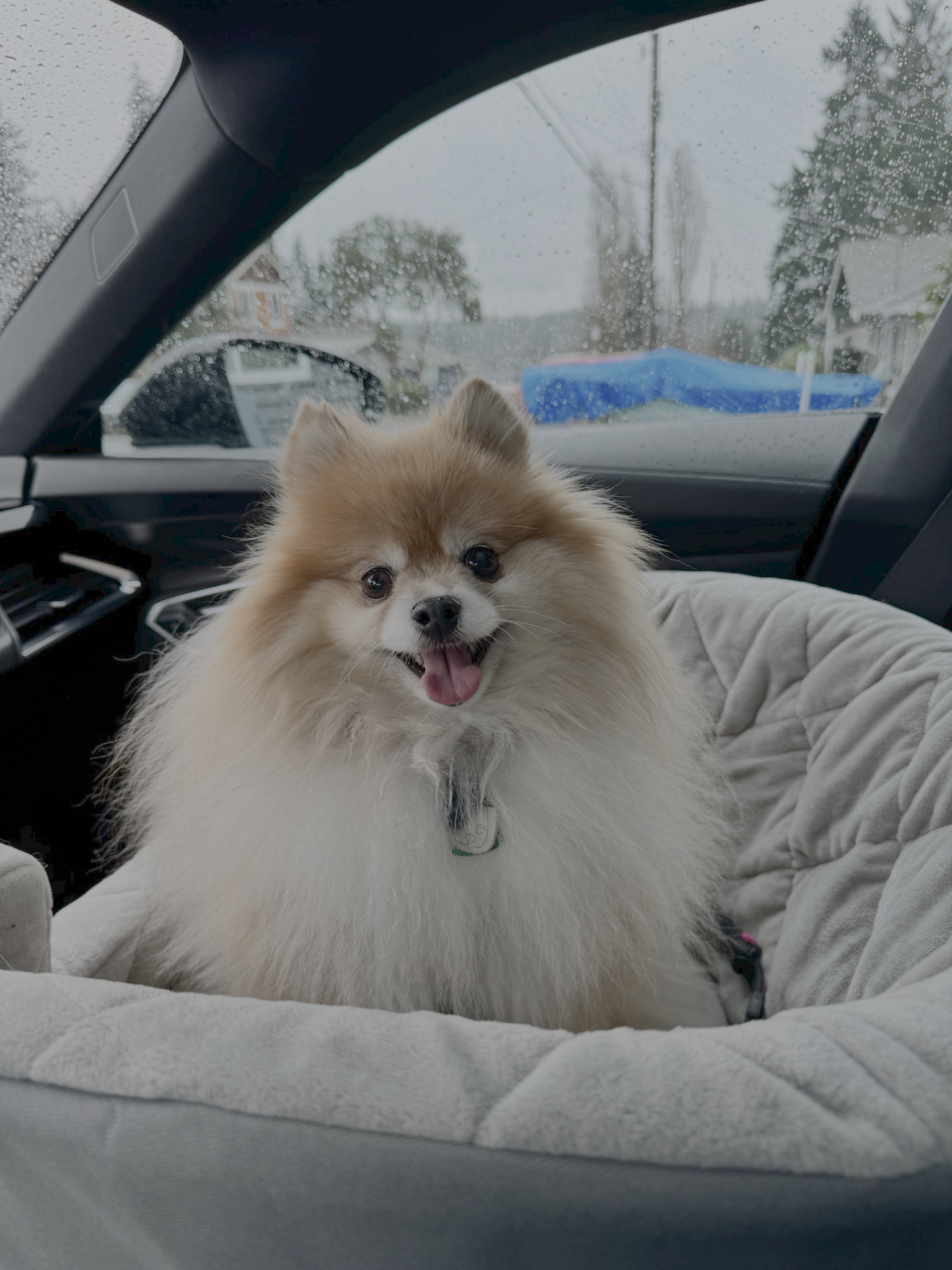 Dory the Pomeranian