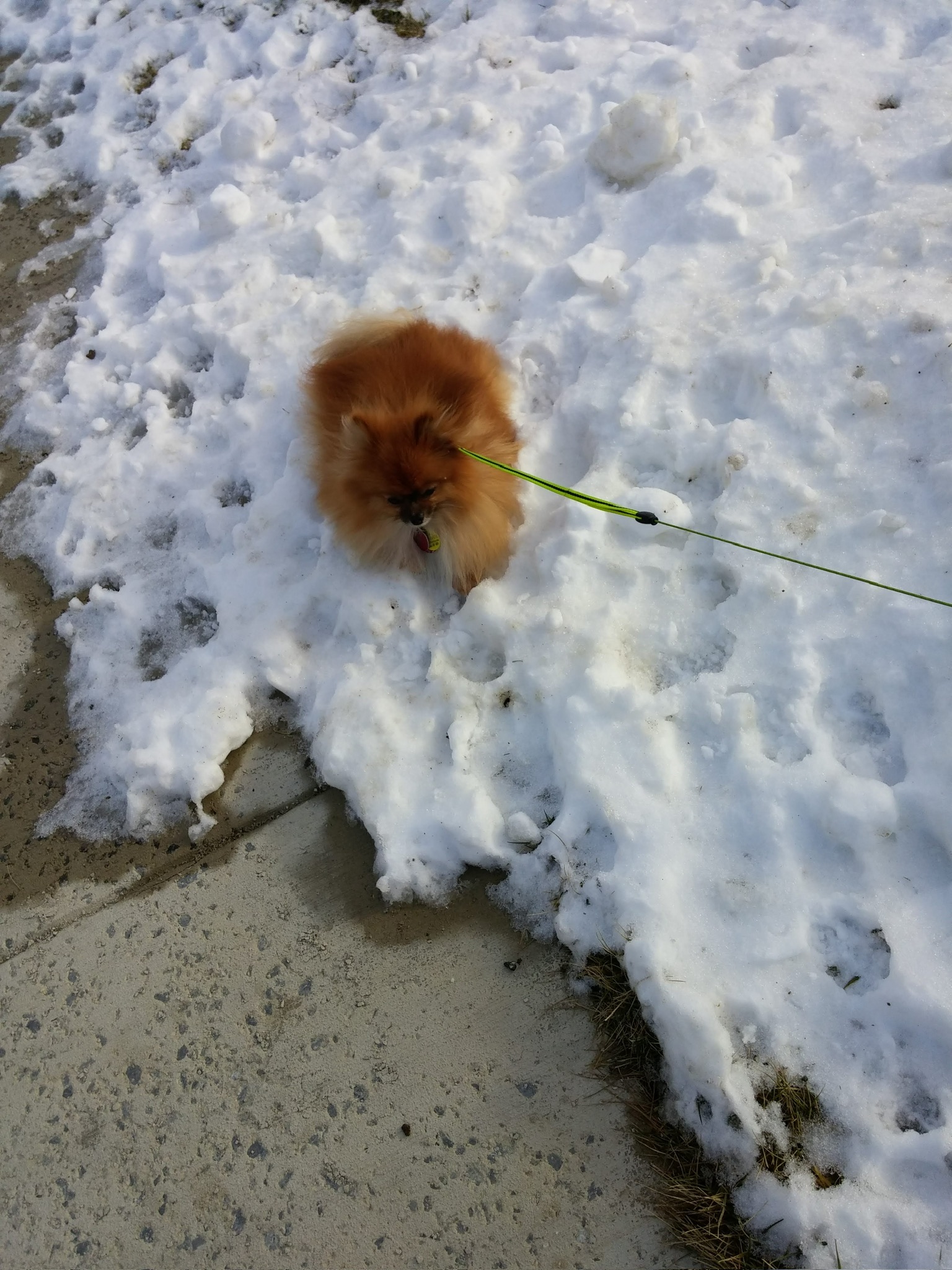Tails the Pomeranian