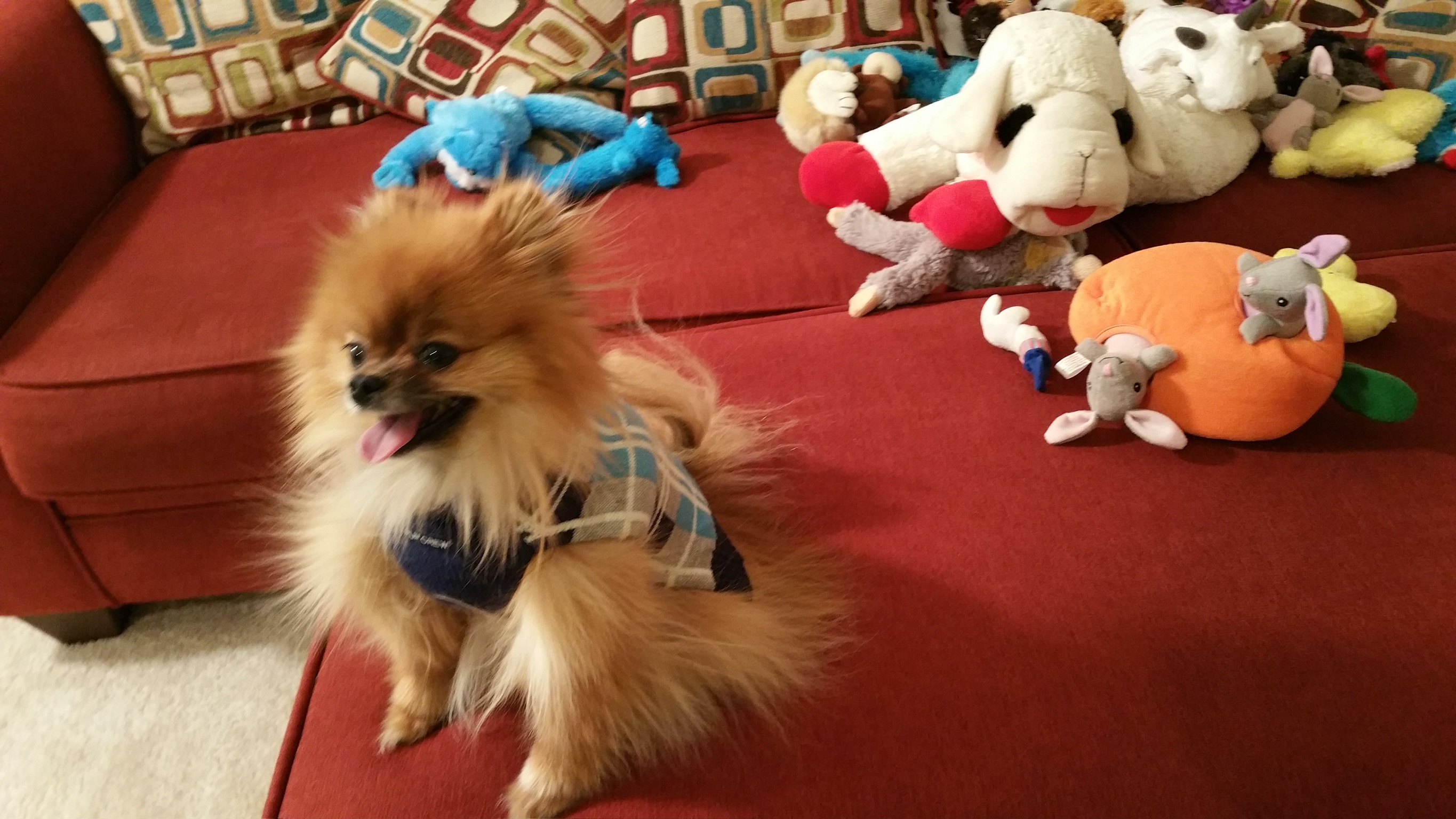 Tails the Pomeranian